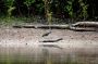 Amazonas06 - 072 * Green Ibis.